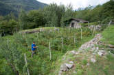 20120731_104058 Coltivazioni di frutti di bosco.jpg